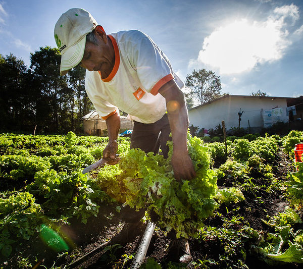 photo of man harvesting lettuce