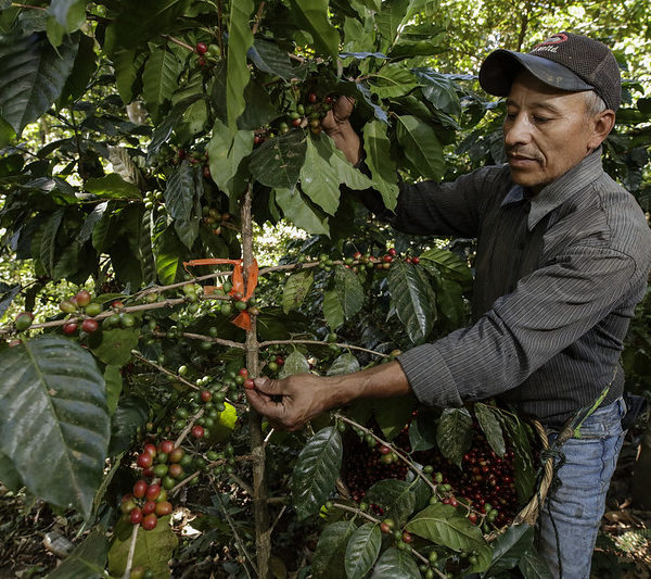 photo of man harvesting coffee beans