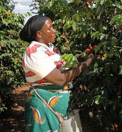 woman harvesting coffee beans