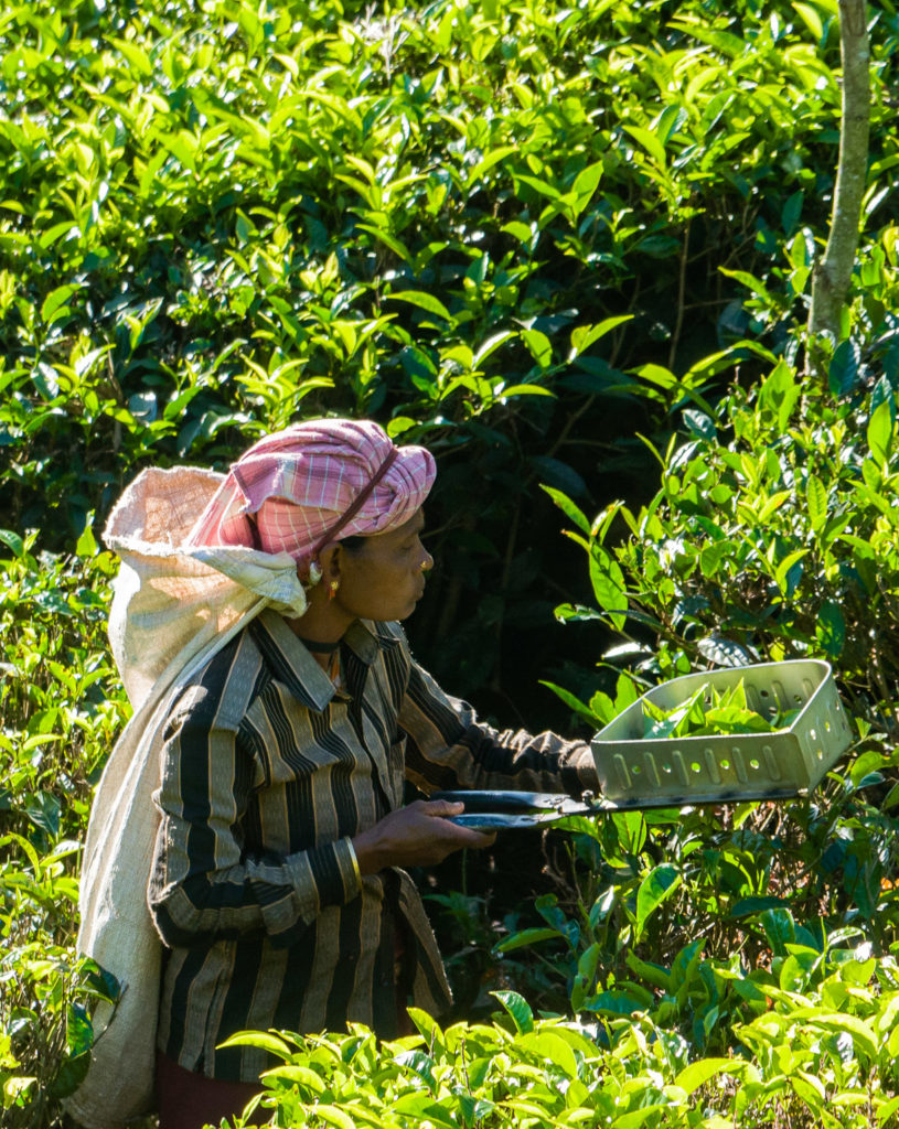 Photo of woman collecting tea leaves in a field